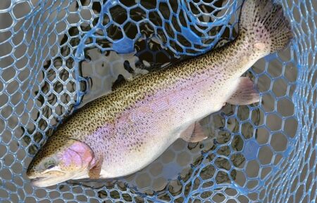 午後は絶好調！ ～岡崎トラウトポンド～